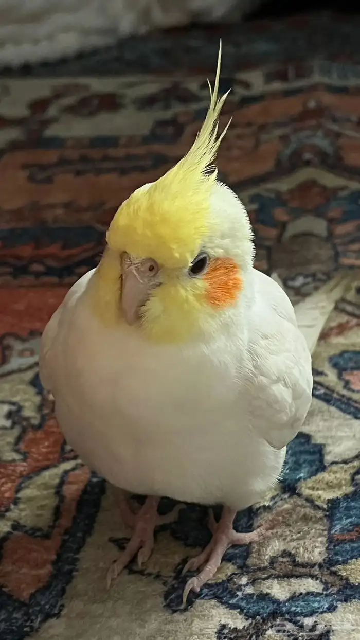 للبيع طير كروان ليتينو ذكر 2