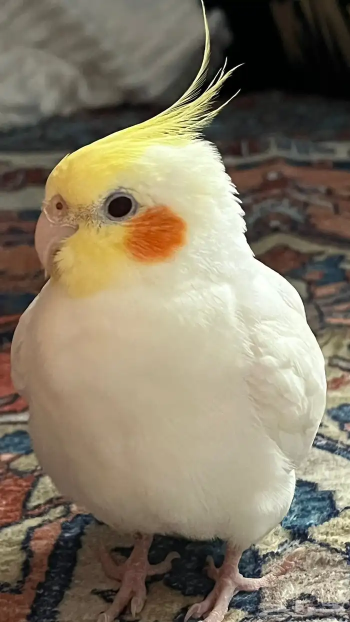 للبيع طير كروان ليتينو ذكر 5