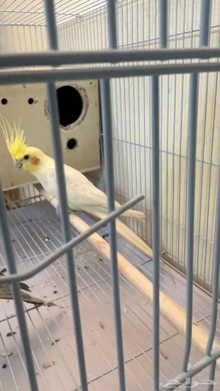 للبيع كروان 0