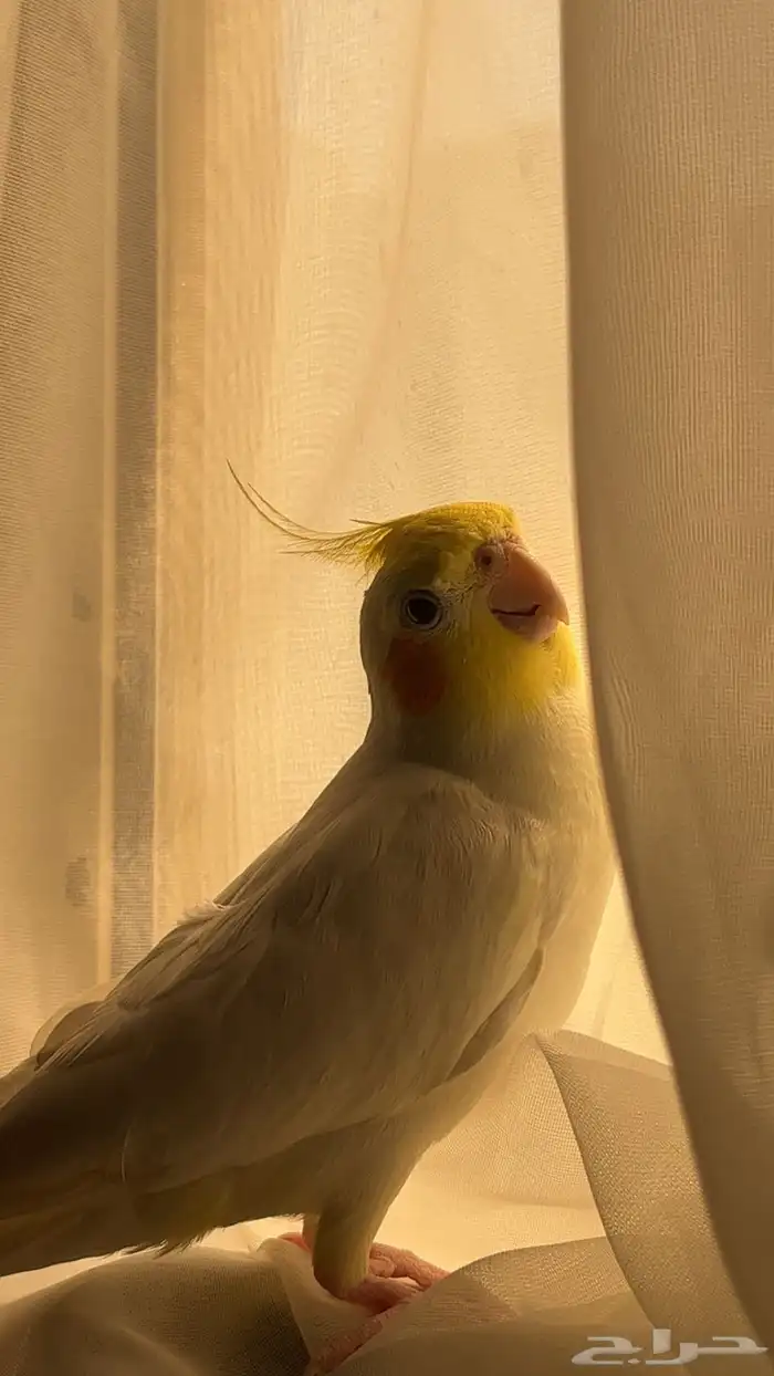 للبيع طير كروان ليتينو ذكر 4