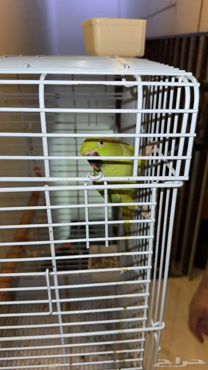 طير ذرة انثى للبيع على السوم 2