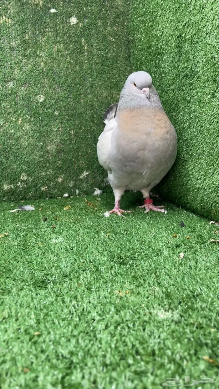 مودينا كنق انثى 1