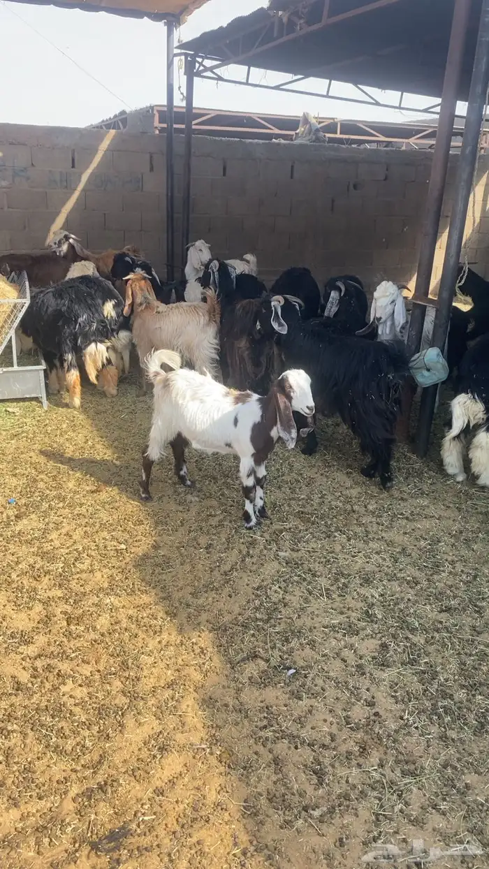 للبيع خرفان وتيوس ومعزاء حيل 1