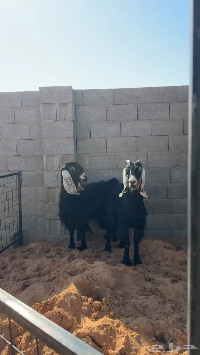 معزا للبيع 0