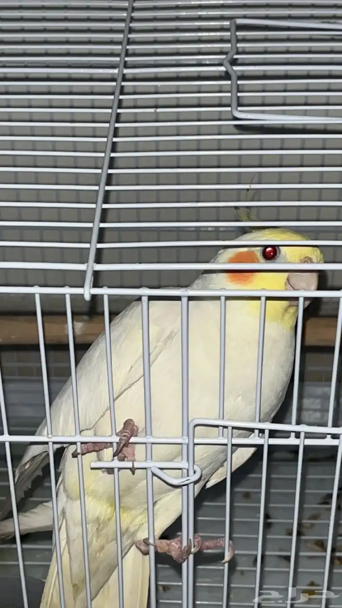 للبيع طير كروان ليتينو ذكر 1