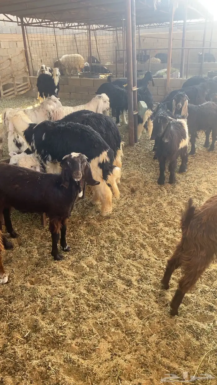 للبيع خرفان وتيوس ومعزاء حيل 0