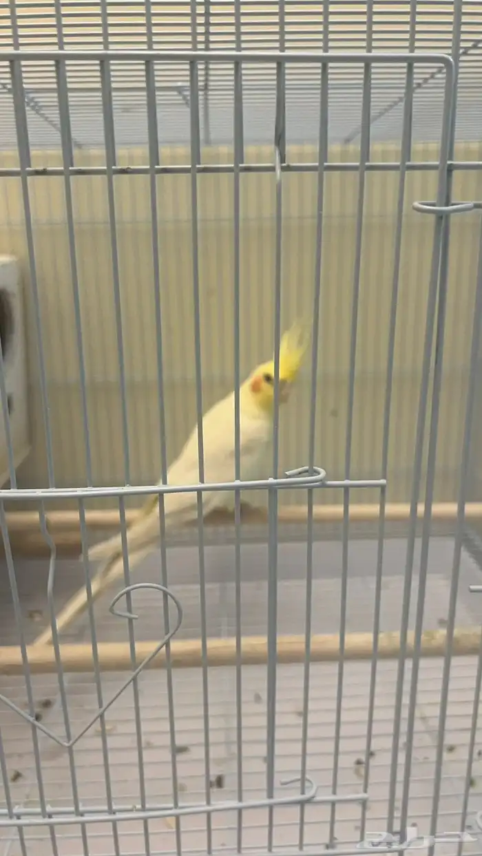 للبيع كروان 1