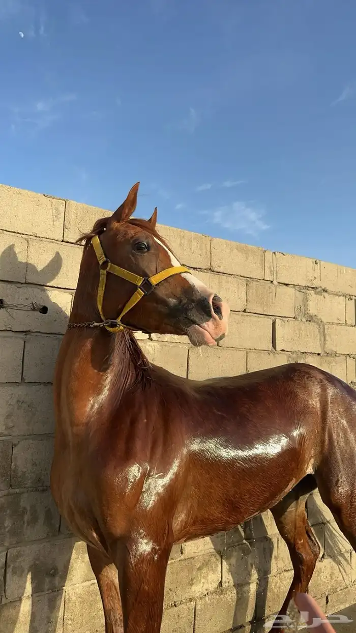 فرس شعبية شيخة 3