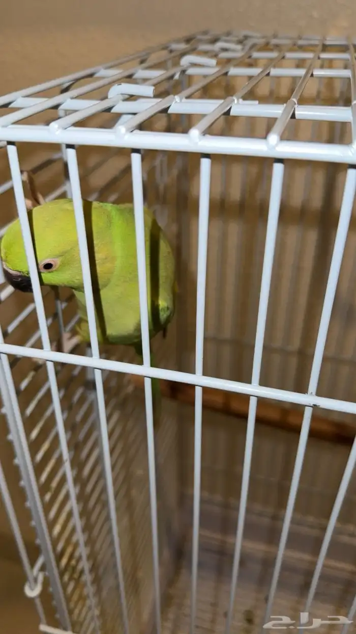 طير ذرة انثى للبيع على السوم 0