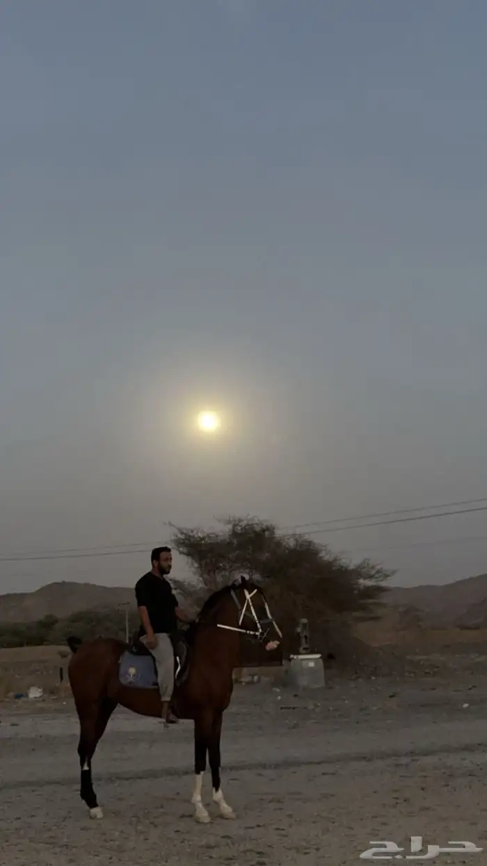 حصان للبيع 3