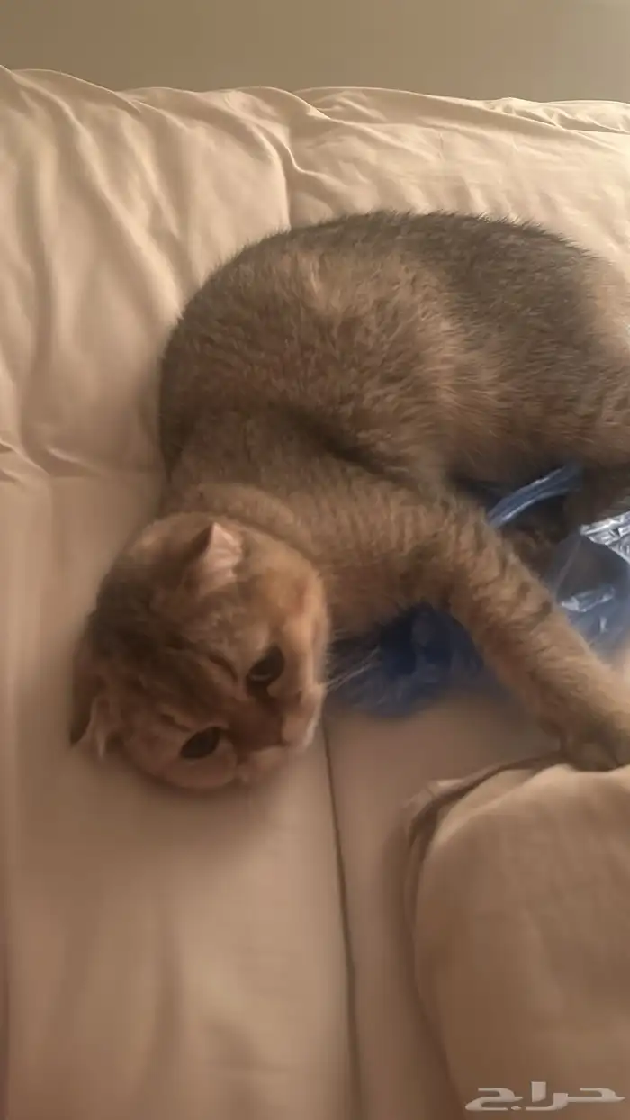 قطة سكوتش ذكر للبيع 2