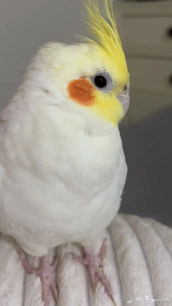 للبيع طير كروان ليتينو ذكر 3