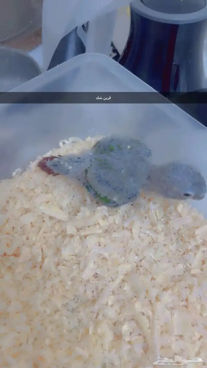 فروخ متنوعه ( كنيورات   لوري   صن كنيور) 1