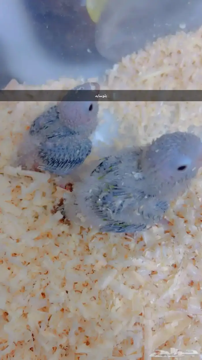 فروخ متنوعه ( كنيورات   لوري   صن كنيور) 7