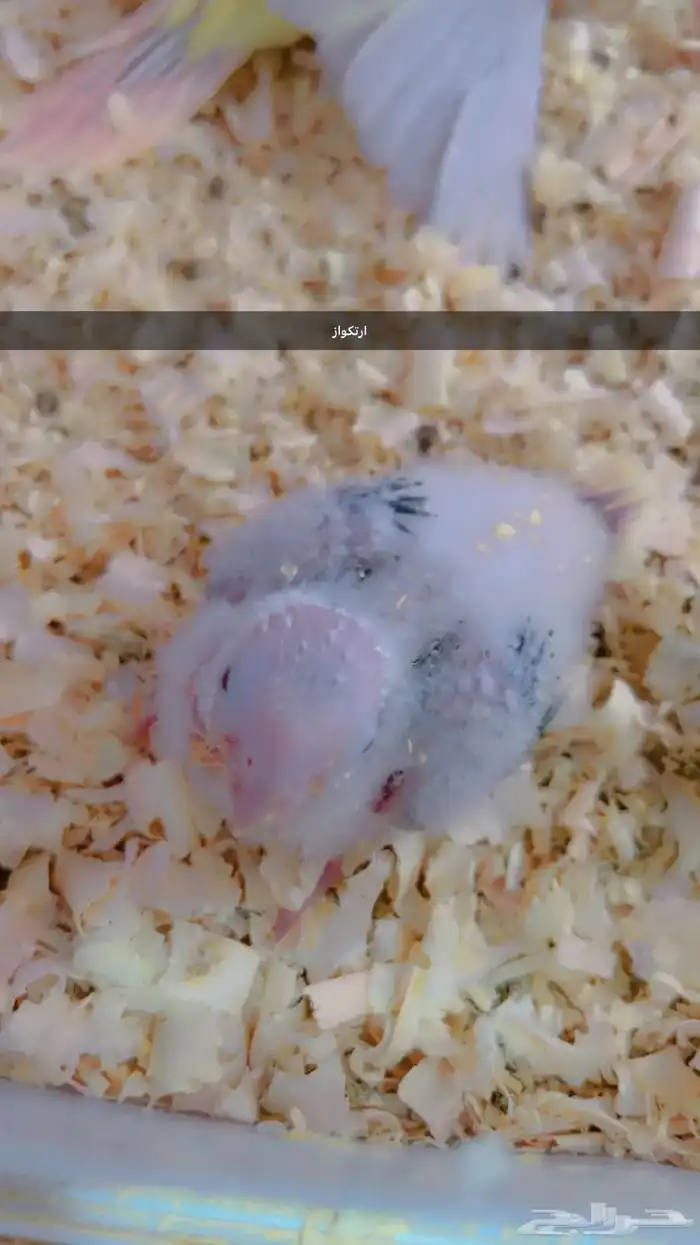 فروخ متنوعه ( كنيورات   لوري   صن كنيور) 14