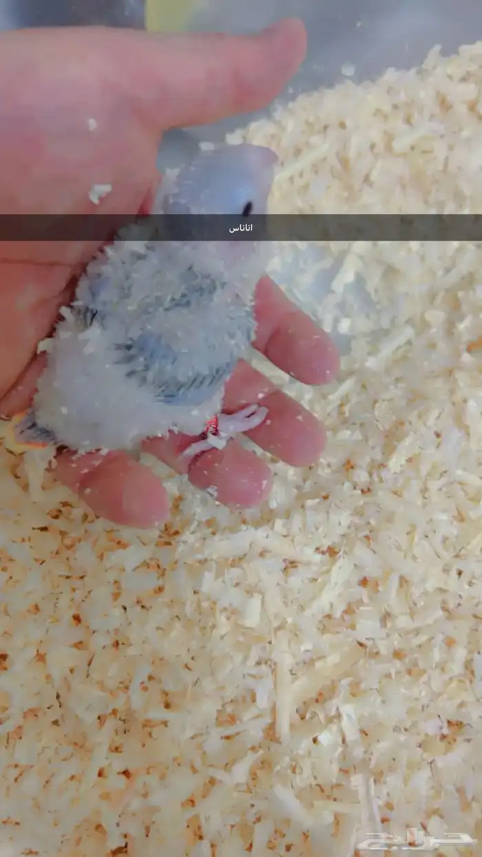 فروخ متنوعه ( كنيورات   لوري   صن كنيور) 9