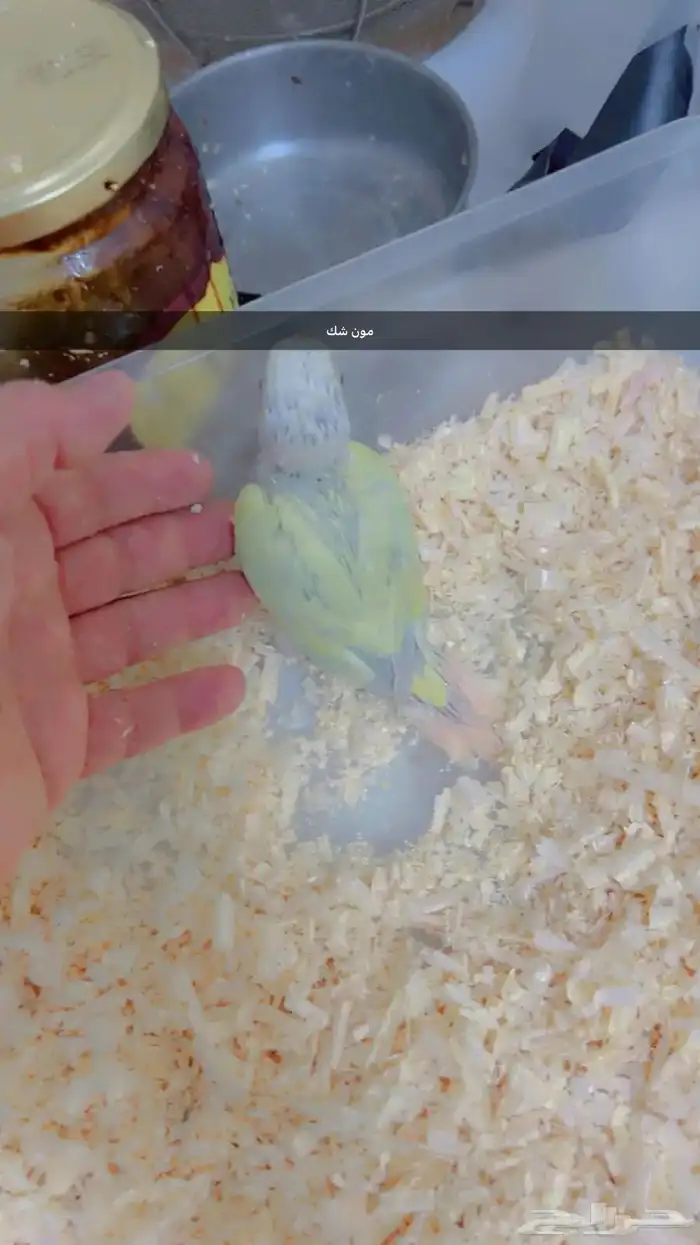 فروخ متنوعه ( كنيورات   لوري   صن كنيور) 11