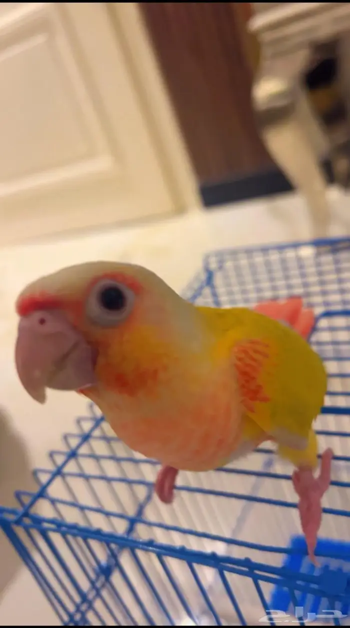 فرخ صن شيك دبل ريد فاكتور هدد خارجي و داخلي 6