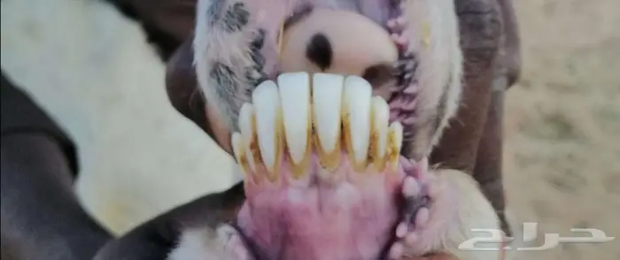 حريات مطافيل ثنيه وتامه 8