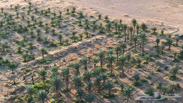 مزرعة للبيع 6