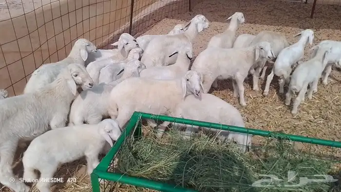 غنم حريه متاومه 2