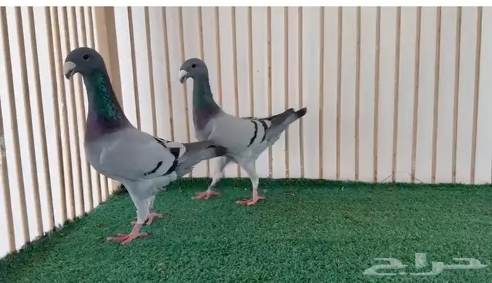 بيوتي هومر 0