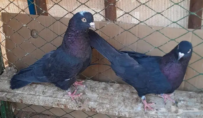 قطايف بالخرج 0