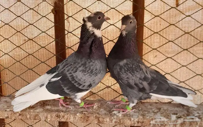 قطايف بالخرج 10