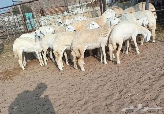 18 رخال صنف حريه مع فحلها في أملج -الحد موجود 1