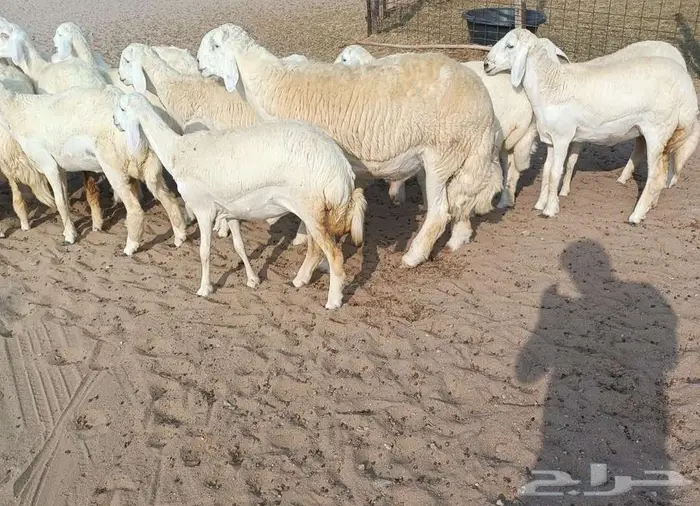 18 رخال صنف حريه مع فحلها في أملج -الحد موجود 3