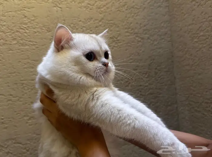 للبيع عمر سنه ونص لمحبين الإنتاج 0