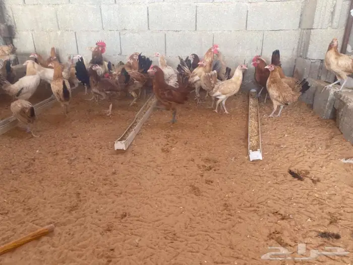 دجاج بشاير بدايت بيض 3