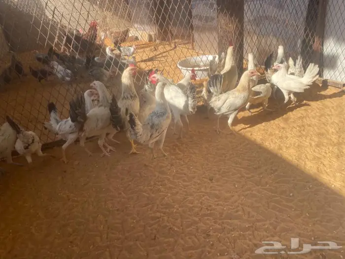 دجاج بشاير بدايت بيض 4