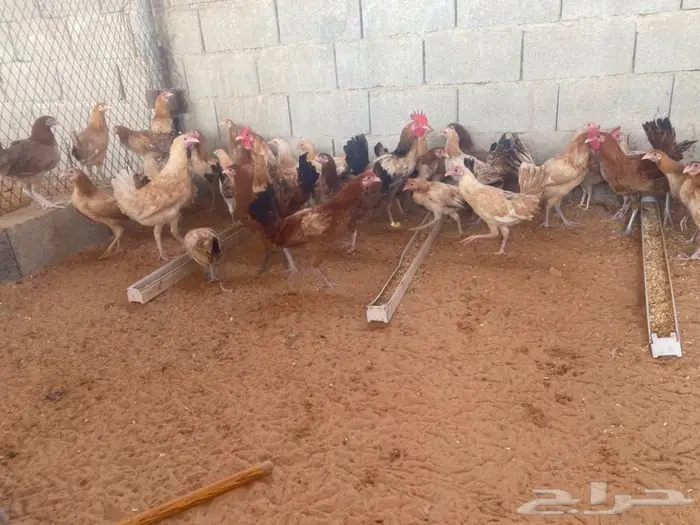 دجاج بشاير بدايت بيض 2