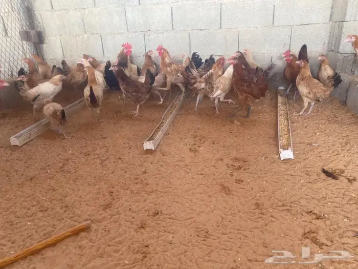 دجاج بشاير بدايت بيض 0