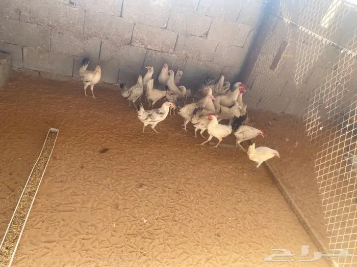 دجاج بشاير بدايت بيض 6