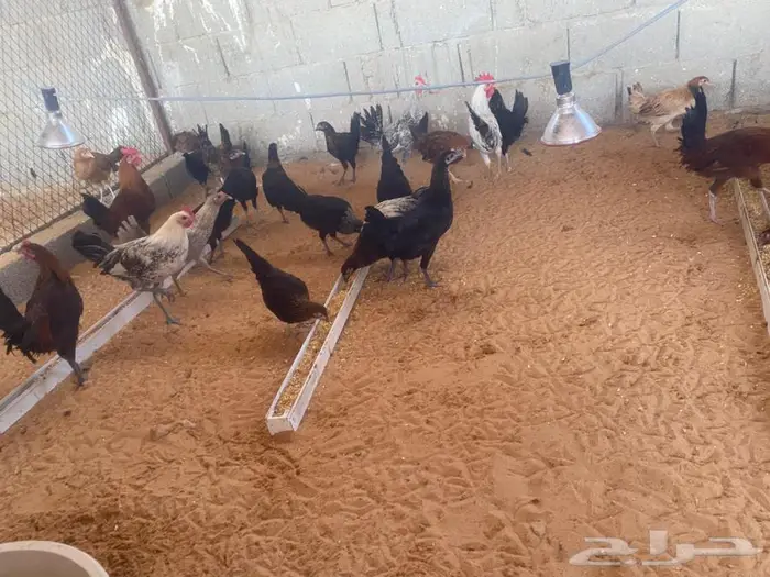 دجاج بشاير بدايت بيض 5