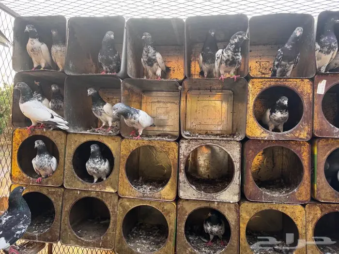 حمام باكستاني 0