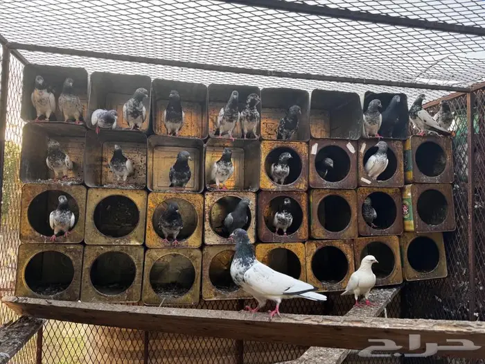 حمام باكستاني 3