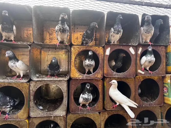 حمام باكستاني 2