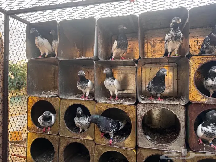 حمام باكستاني 1