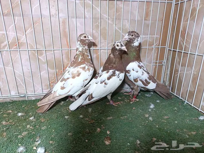 زاجل كارل مولمينز 5