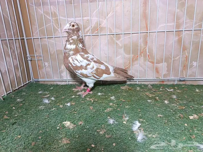 زاجل كارل مولمينز 3