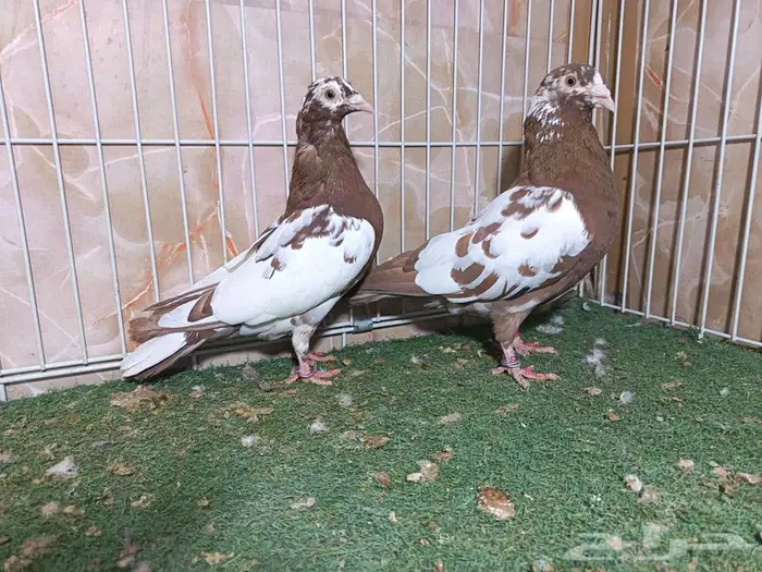 زاجل كارل مولمينز 2