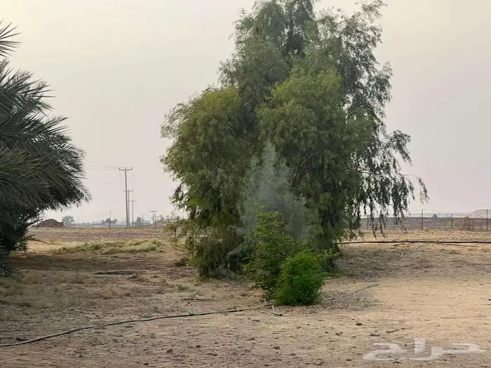 مزرعة للبيع بحائل الهيلا 14