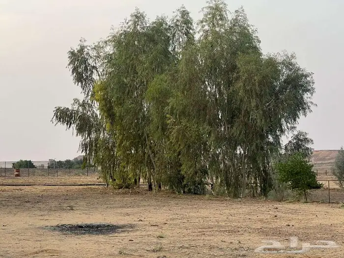 مزرعة للبيع بحائل الهيلا 17