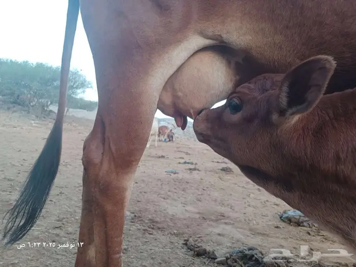 بقره بلدي منيحه ام ثاني 3