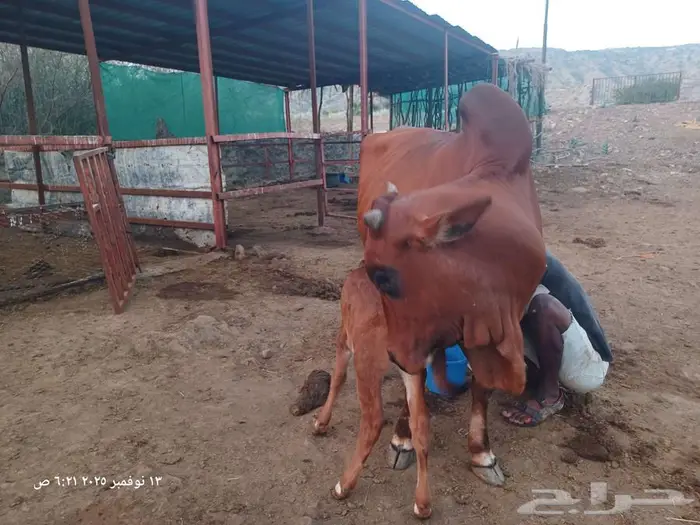 بقره بلدي منيحه ام ثاني 2