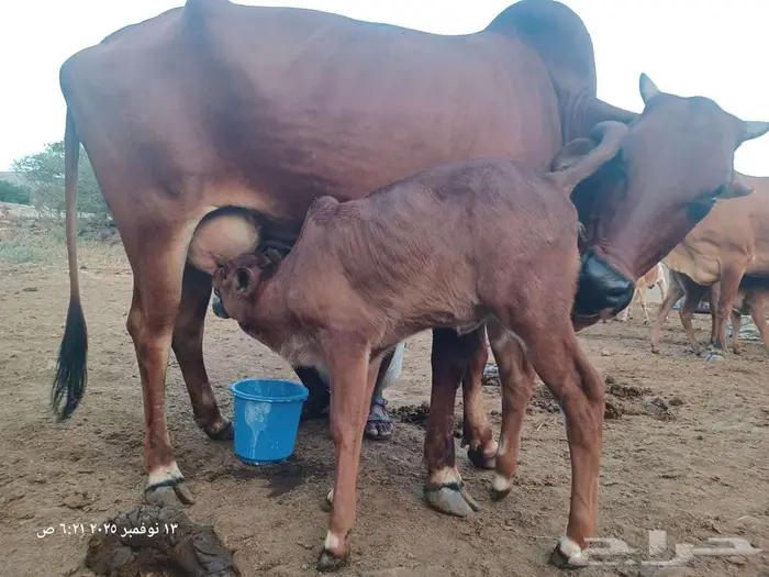 بقره بلدي منيحه ام ثاني 4