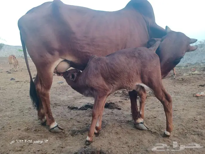 بقره بلدي منيحه ام ثاني 6
